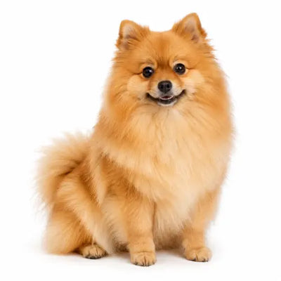 Small Dogs (Up to 25 lbs)