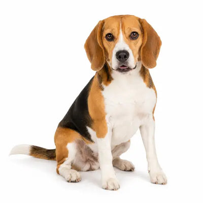 Medium Dogs (26–50 lbs)