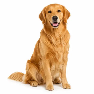 Large Dogs (51–75 lbs)