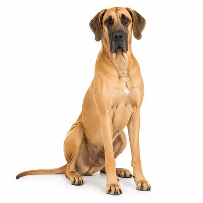 Giant Dogs (Over 75 lbs)
