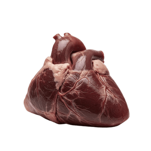 HEART The Endurance Core