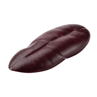 SPLEEN The Immune Sentinel